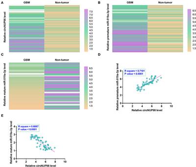 CircNUP98 Suppresses the Maturation of miR-519a-3p in Glioblastoma